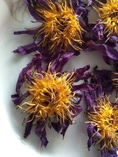 Getrockneter Blauer Lotus