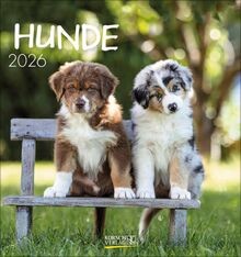 Hunde 2026 aufstellbarer - 2026:,