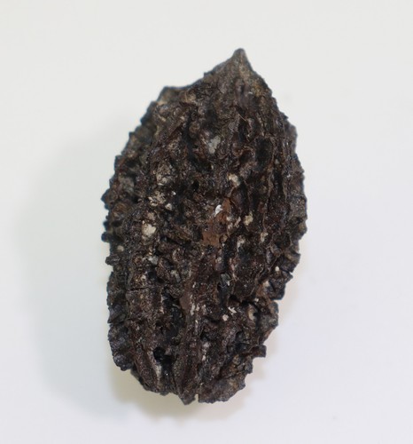 Frucht juglans bergomensis - juglans,