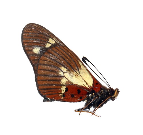 Lepidoptera nymphalidae - lepidoptera,,