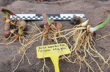 IRIS barbata elatior "Maui