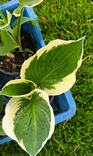 Verschiedene hosta funkie - verschiedene,