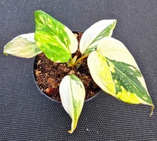 Philodendron gloriosum - philodendron,
