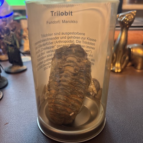 Schöner trilobit - trilobit, (calymene)