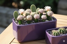 Jardinere,Übertöpfe,aubergin