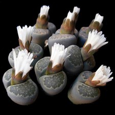 Lithops salicola, Seltene Lithops, Lithops Pflanzen, lebende Steine