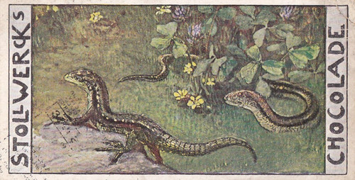 Stollwerck trade card gruppe - stollwerck,