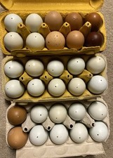 30 ausgeblasene echte Eier
