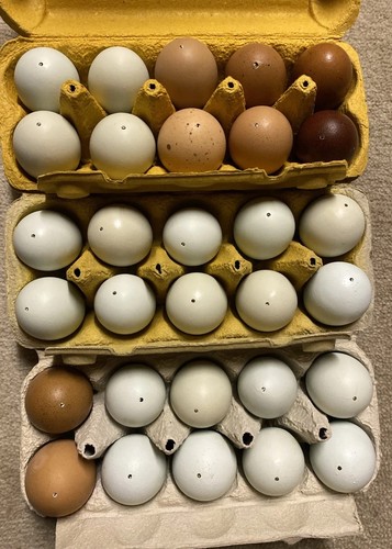 Ausgeblasene echte eier - 30,