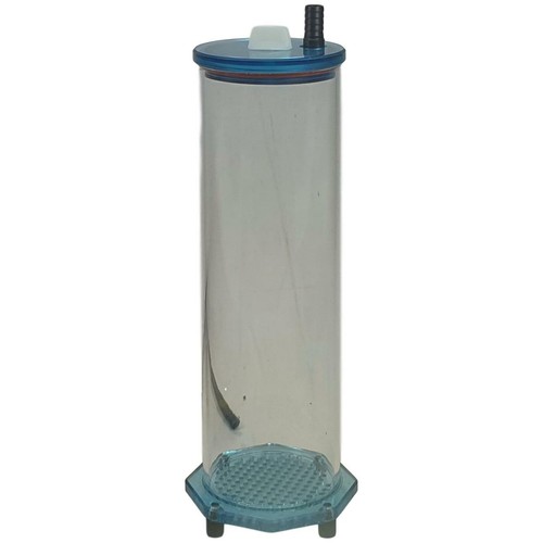 Fauna marin skim breeze - skim,