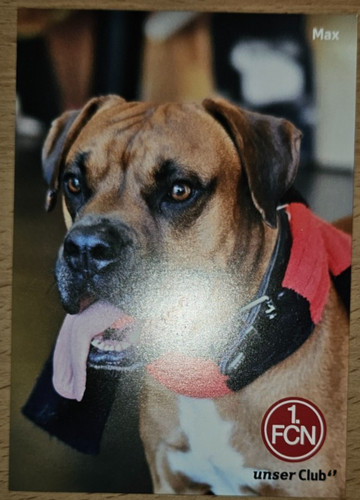 Max maskottchen hund - max,