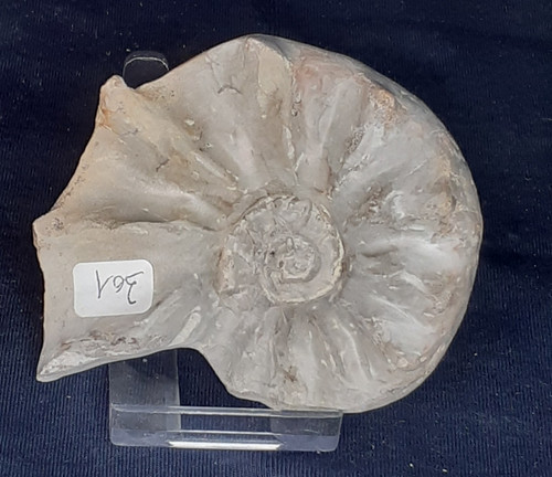 Ammonit ceratites spinosus - ammonit,