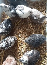 Bruteier - Getupfte Wachteln