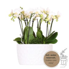 Weißes Pflanzenset in Honigschale – 3 Orchideen Amabilis Ø9cm & 3x