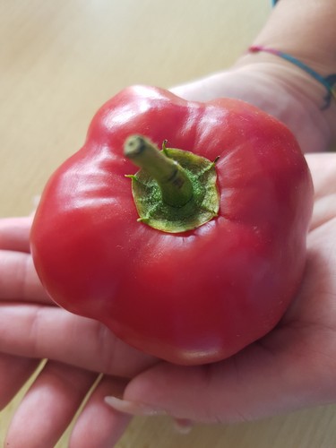 Baumchili chili xxl - chili,
