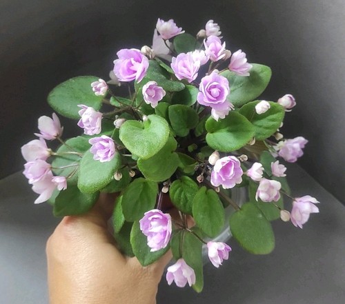 African violet saintpaulia - african, /