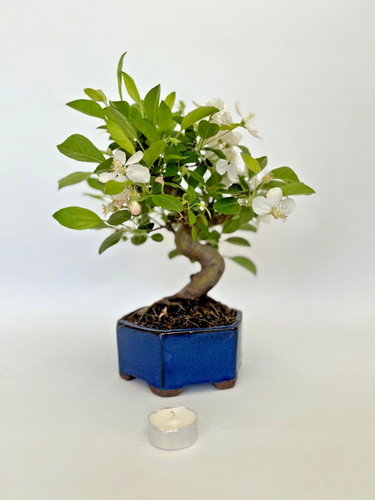Bonsai apfelbaum malus - bonsai, /