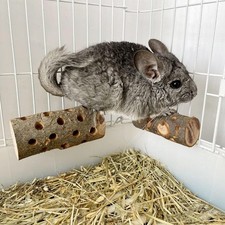 Kaninchen-Kauspielzeug