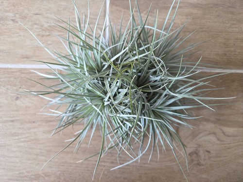 Tillandsien gardneri pulk - gardneri,