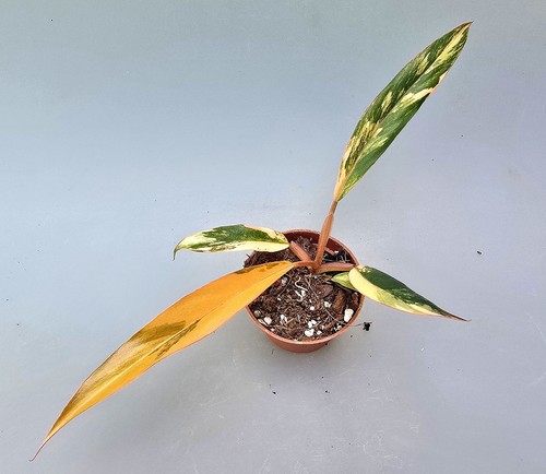 Sehr schöne philodendron - schöne,