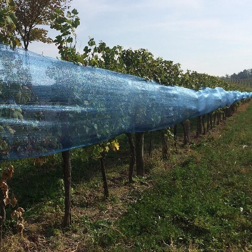 Vogelschutznetz gartennetz - vogelschutznetz,