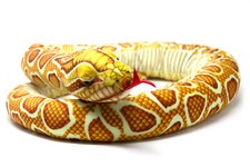 Kuscheltier - Schlange Goldpython - 145 cm lang