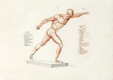 Anatomische Studien Wandkunst