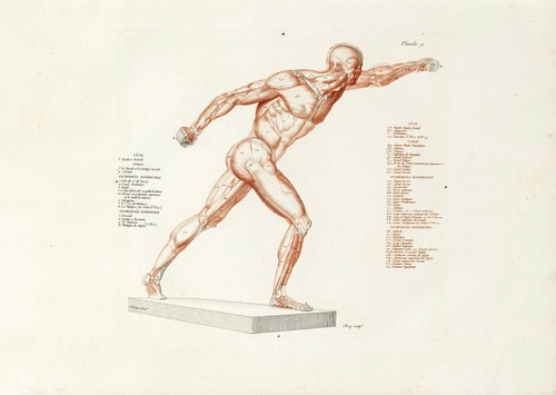 Anatomische studien wandkunst - anatomische,