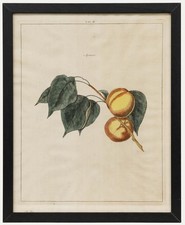 After Johann Hermann Knoop (1700-1769) - Gravur Aus Dem 19. Jahrhundert, Apri...
