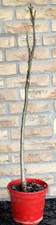 Walnussbaum setzling ca - 1,