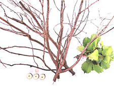 Sitzstzangen Sitzstange Vogel