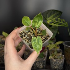 Philodendron Billietiae