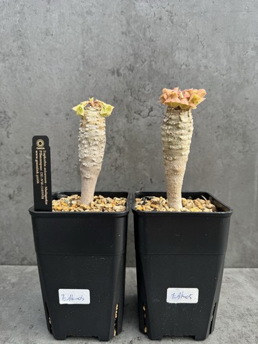 Euphorbia ankarensis - euphorbia,