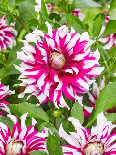 Dahlienknollen dahlien - ,