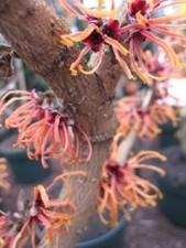Hamamelis intermedia