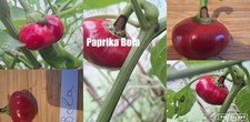 Paprika Sorte: Bola