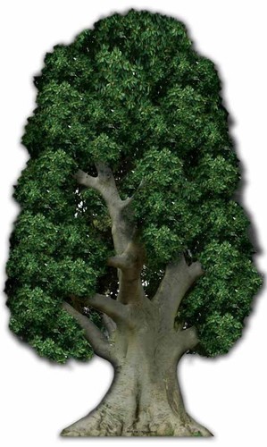 Groß baum riesig - baum,