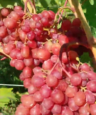 Weinreben, Tafeltrauben