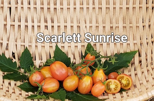 Scarlet sunrise tomate - scarlet,