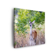 Leinwandbild tiere reh - leinwandbild,