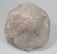 Seeigel, Clypeaster altus, Tertiär, Miozän, Tropea, Italien -eb8034