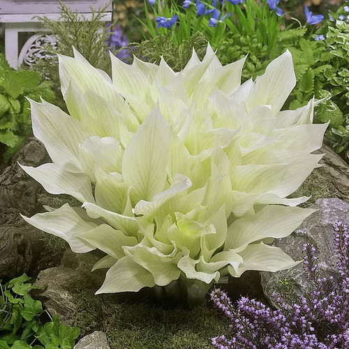 Sale1111 hosta white weiße - sale1111,