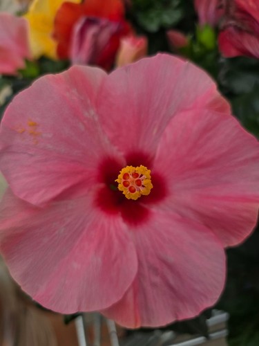 Hibiskus rosa sinensis nicht - hibiskus,
