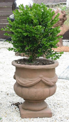 Pflanztopf blumentopf vase - blumentopf,