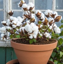 Baumwolle exotische duftende