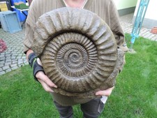 großer Ammonit - Arietites pinguis aus Balingen in Baden-Württemberg