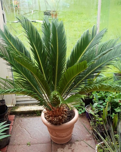 Cycas revoluta palmfarn - x,