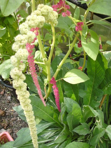 Amaranth mischung 100 samen - amaranth,