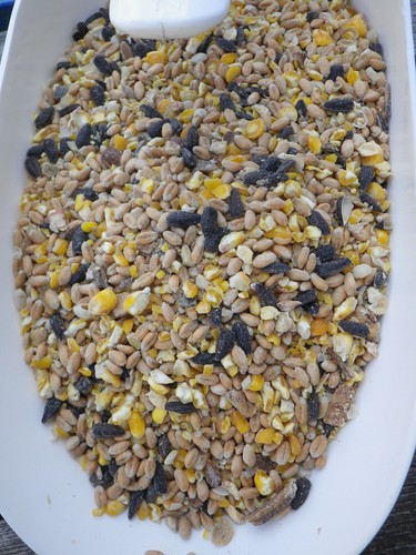 Hühnerfutter legehennen - hühnerfutter,