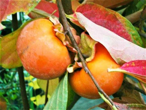 Kakibaum kaki sharonfrucht - kaki,